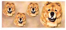 Dog Chow Chow